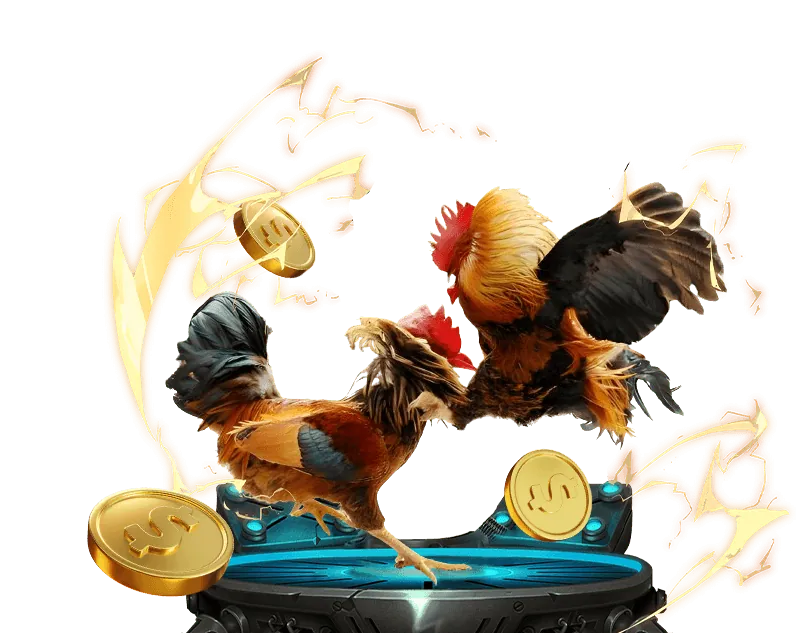 Hình ảnh các nền tảng xem đá gà Thomo trực tiếp uy tín